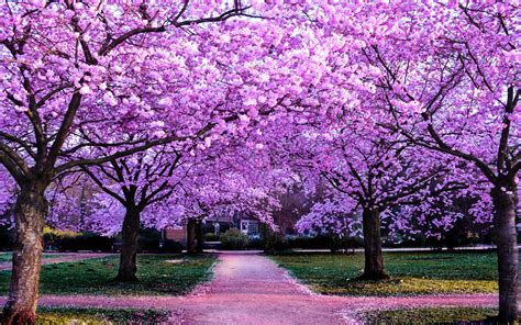 What Are The Trees With Purple Flowers?