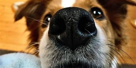 What Does It Mean When a Dog's Nose Is Running, and Why Do Cats Always Land on Their Feet?