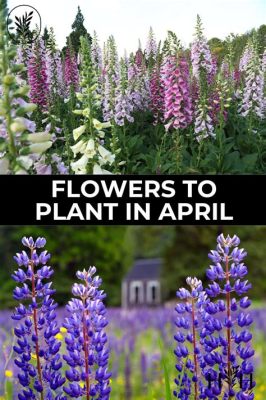 What Flowers to Plant in April